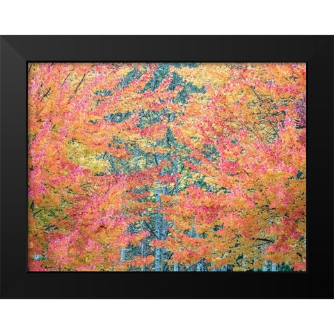 USA-Washington State-Issaquah with fall colored Maple trees along downtown roads Black Modern Wood Framed Art Print by Gulin, Sylvia