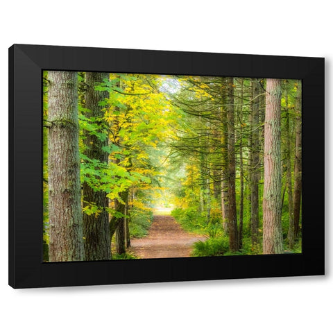 USA-Washington State-Sammamish with trail edged by evergreens and maple trees Black Modern Wood Framed Art Print by Gulin, Sylvia