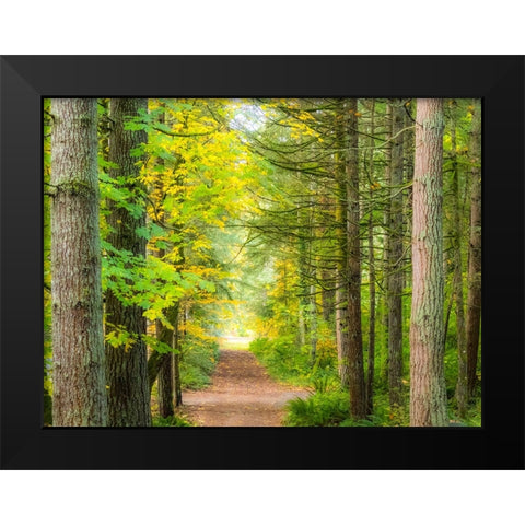 USA-Washington State-Sammamish with trail edged by evergreens and maple trees Black Modern Wood Framed Art Print by Gulin, Sylvia