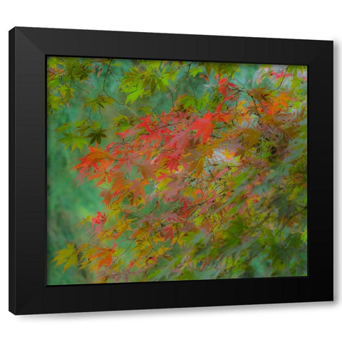 USA-Washington State-Sammamish Japanese Maple leaves with fall colors Black Modern Wood Framed Art Print by Gulin, Sylvia