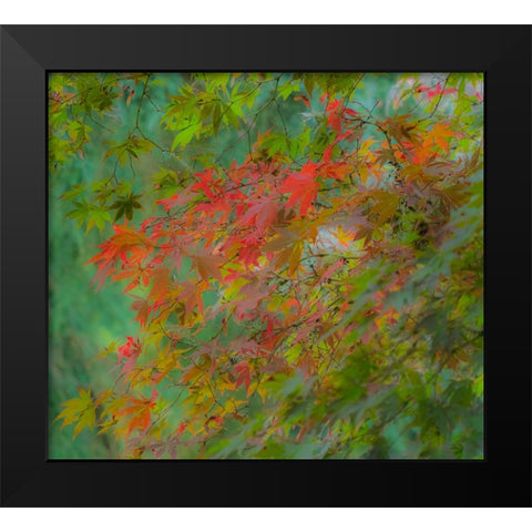 USA-Washington State-Sammamish Japanese Maple leaves with fall colors Black Modern Wood Framed Art Print by Gulin, Sylvia