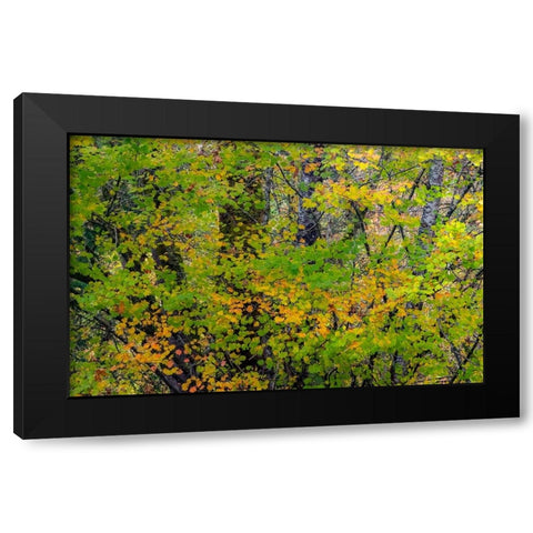 USA-Washington State-Sammamish Japanese Maple leaves with fall colors Black Modern Wood Framed Art Print by Gulin, Sylvia