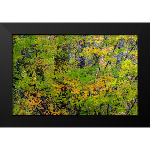 USA-Washington State-Sammamish Japanese Maple leaves with fall colors Black Modern Wood Framed Art Print by Gulin, Sylvia