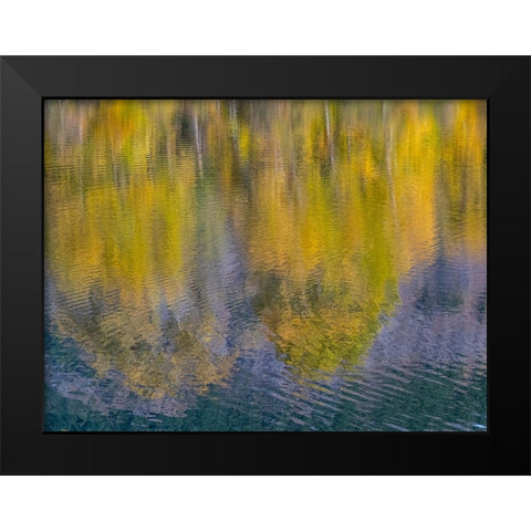 USA-Washington State-Easton and fall colors of Cottonwoods in small pond Black Modern Wood Framed Art Print by Gulin, Sylvia