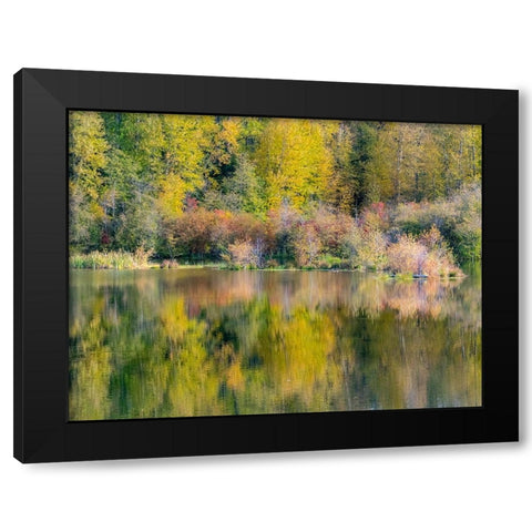 USA-Washington State-Easton and fall colors of Cottonwoods in small pond Black Modern Wood Framed Art Print by Gulin, Sylvia