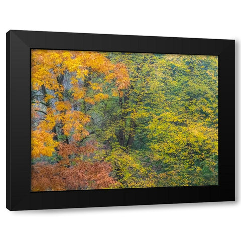 USA-Washington State-Easton and fall colors on Big Leaf Maple and Vine Maple Black Modern Wood Framed Art Print with Double Matting by Gulin, Sylvia