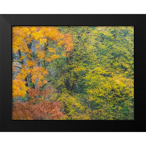 USA-Washington State-Easton and fall colors on Big Leaf Maple and Vine Maple Black Modern Wood Framed Art Print by Gulin, Sylvia
