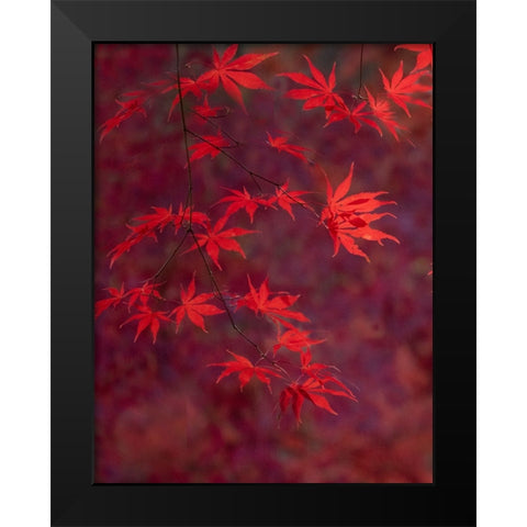USA-Washington State-Pacific Northwest-Sammamish and red Japanese Maple leaves Black Modern Wood Framed Art Print by Gulin, Sylvia