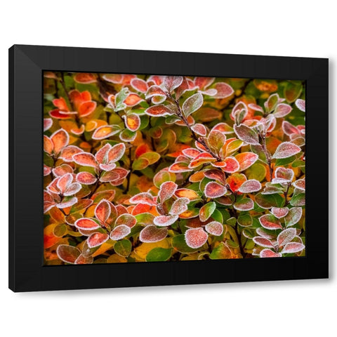 USA-Washington State-Pacific Northwest Sammamish frost rimmed Barberry Black Modern Wood Framed Art Print by Gulin, Sylvia