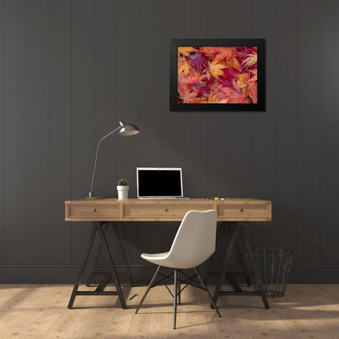 USA-Washington State-Pacific Northwest-Sammamish and red Japanese Maple leaves fallen on ground Black Modern Wood Framed Art Print by Gulin, Sylvia