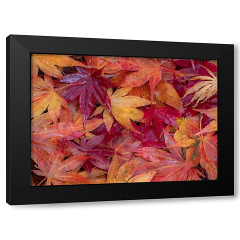 USA-Washington State-Pacific Northwest-Sammamish and red Japanese Maple leaves fallen on ground Black Modern Wood Framed Art Print by Gulin, Sylvia