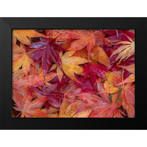 USA-Washington State-Pacific Northwest-Sammamish and red Japanese Maple leaves fallen on ground Black Modern Wood Framed Art Print by Gulin, Sylvia