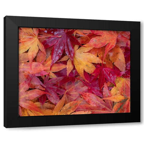 USA-Washington State-Pacific Northwest-Sammamish and red Japanese Maple leaves fallen on ground Black Modern Wood Framed Art Print with Double Matting by Gulin, Sylvia