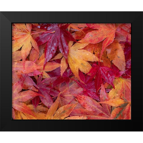 USA-Washington State-Pacific Northwest-Sammamish and red Japanese Maple leaves fallen on ground Black Modern Wood Framed Art Print by Gulin, Sylvia