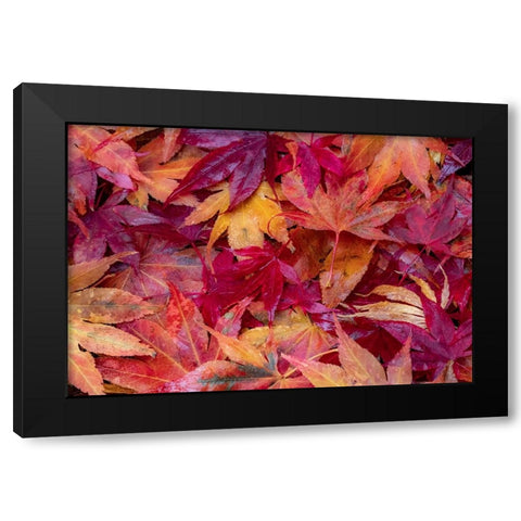 USA-Washington State-Pacific Northwest-Sammamish and red Japanese Maple leaves fallen on ground Black Modern Wood Framed Art Print with Double Matting by Gulin, Sylvia