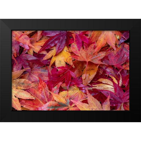 USA-Washington State-Pacific Northwest-Sammamish and red Japanese Maple leaves fallen on ground Black Modern Wood Framed Art Print by Gulin, Sylvia