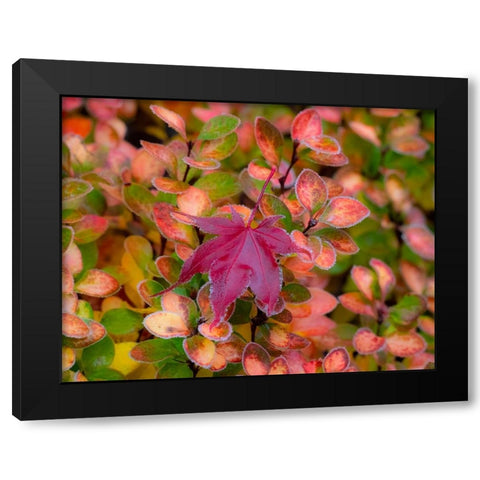 USA-Washington State-Pacific Northwest Sammamish frost rimmed Barberry Black Modern Wood Framed Art Print by Gulin, Sylvia