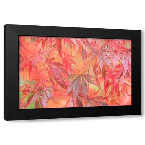 USA-Washington State-Pacific Northwest-Sammamish and red Japanese Maple leaves with dewdrops Black Modern Wood Framed Art Print by Gulin, Sylvia