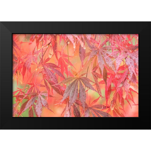 USA-Washington State-Pacific Northwest-Sammamish and red Japanese Maple leaves with dewdrops Black Modern Wood Framed Art Print by Gulin, Sylvia
