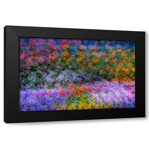 USA-Washington State-Pacific Northwest-Sammamish colorful flowers and blue picket fence Black Modern Wood Framed Art Print by Gulin, Sylvia