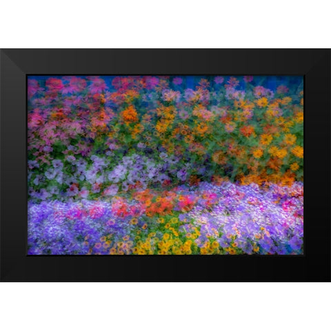 USA-Washington State-Pacific Northwest-Sammamish colorful flowers and blue picket fence Black Modern Wood Framed Art Print by Gulin, Sylvia