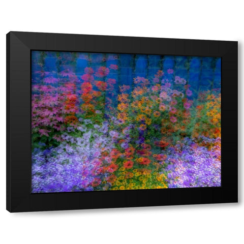 USA-Washington State-Pacific Northwest-Sammamish colorful flowers and blue picket fence Black Modern Wood Framed Art Print by Gulin, Sylvia
