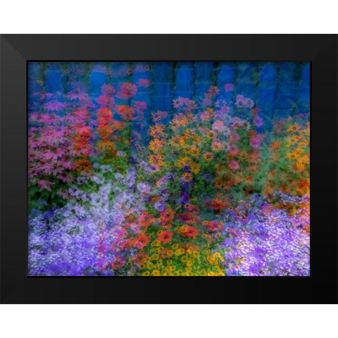USA-Washington State-Pacific Northwest-Sammamish colorful flowers and blue picket fence Black Modern Wood Framed Art Print by Gulin, Sylvia