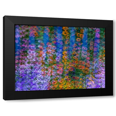 USA-Washington State-Pacific Northwest-Sammamish colorful flowers and blue picket fence Black Modern Wood Framed Art Print by Gulin, Sylvia