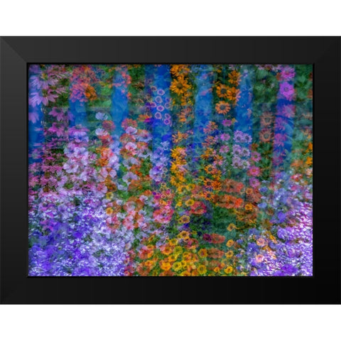 USA-Washington State-Pacific Northwest-Sammamish colorful flowers and blue picket fence Black Modern Wood Framed Art Print by Gulin, Sylvia