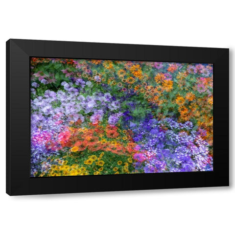 USA-Washington State-Pacific Northwest-Sammamish colorful flowers and blue picket fence Black Modern Wood Framed Art Print by Gulin, Sylvia