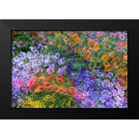 USA-Washington State-Pacific Northwest-Sammamish colorful flowers and blue picket fence Black Modern Wood Framed Art Print by Gulin, Sylvia