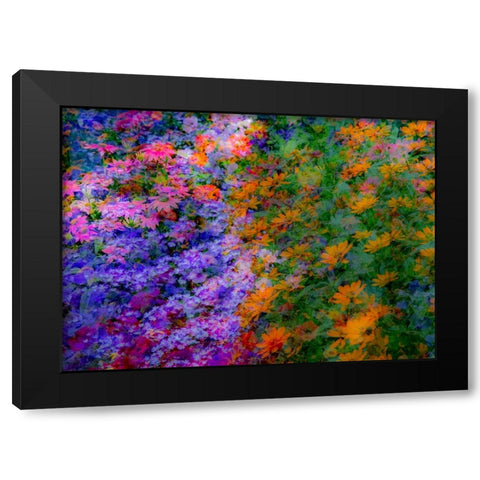 USA-Washington State-Pacific Northwest-Sammamish colorful flowers and blue picket fence Black Modern Wood Framed Art Print by Gulin, Sylvia