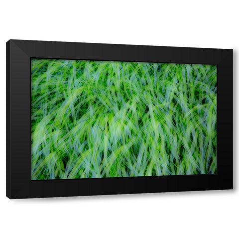 USA-Washington State-Pacific Northwest Sammamish with green grasses Black Modern Wood Framed Art Print by Gulin, Sylvia