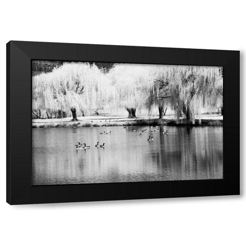 USA-Washington State-Eastern Washington-Weeping willow tree reflecting in pond Black Modern Wood Framed Art Print with Double Matting by Eggers, Terry