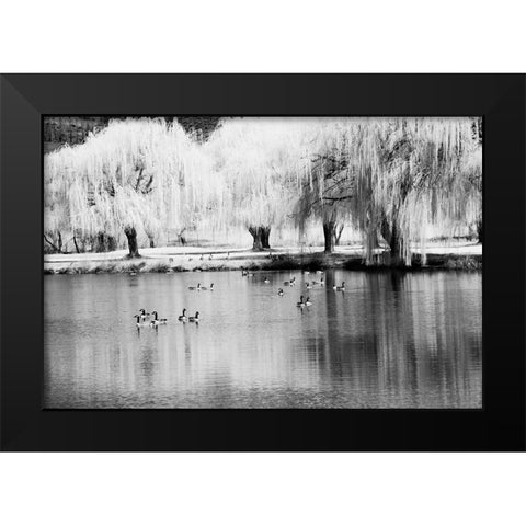 USA-Washington State-Eastern Washington-Weeping willow tree reflecting in pond Black Modern Wood Framed Art Print by Eggers, Terry