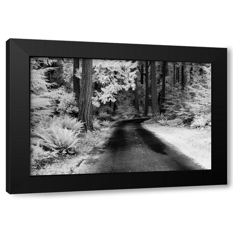 USA-Washington State-Skagit Valley-Country backroad through forest Black Modern Wood Framed Art Print by Eggers, Terry