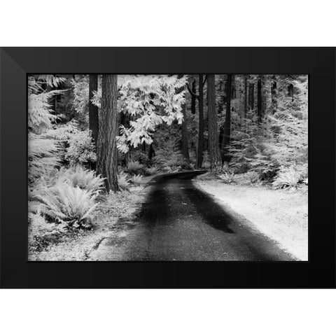 USA-Washington State-Skagit Valley-Country backroad through forest Black Modern Wood Framed Art Print by Eggers, Terry