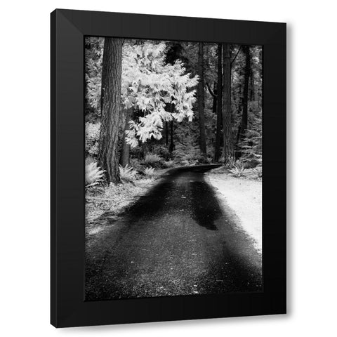USA-Washington State-Skagit Valley-Country backroad through forest Black Modern Wood Framed Art Print with Double Matting by Eggers, Terry