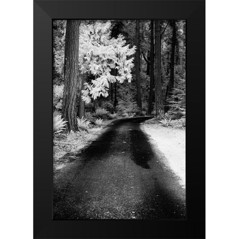 USA-Washington State-Skagit Valley-Country backroad through forest Black Modern Wood Framed Art Print by Eggers, Terry