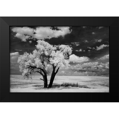 USA-Washington State-Lone tree in field in wheat Black Modern Wood Framed Art Print by Eggers, Terry