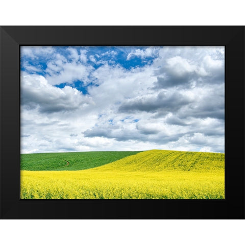 USA-Washington State-Palouse-Rolling hills of canola and wheat Black Modern Wood Framed Art Print by Eggers, Terry