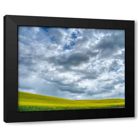 USA-Washington State-Palouse-Spring canola field with beautiful clouds Black Modern Wood Framed Art Print with Double Matting by Eggers, Terry