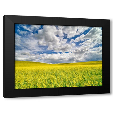 USA-Washington State-Palouse-Spring canola field with beautiful clouds Black Modern Wood Framed Art Print with Double Matting by Eggers, Terry