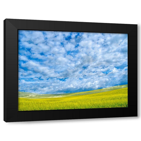 USA-Washington State-Palouse-Spring canola field with beautiful clouds Black Modern Wood Framed Art Print with Double Matting by Eggers, Terry