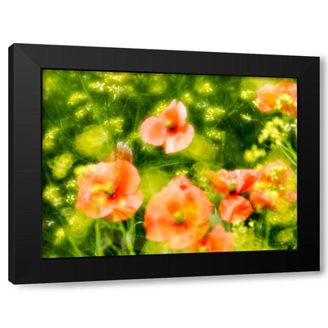 USA-Washington State-Spring Fire Poppies Black Modern Wood Framed Art Print with Double Matting by Eggers, Terry