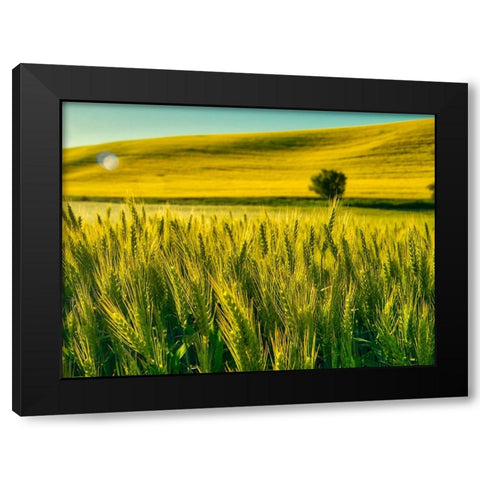 USA-Washington State-Winter wheat field close up Black Modern Wood Framed Art Print with Double Matting by Eggers, Terry