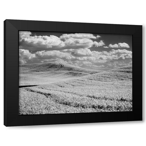 USA-Washington State-Palouse-Crops growing on the rolling hills of the Palouse Black Modern Wood Framed Art Print by Eggers, Terry