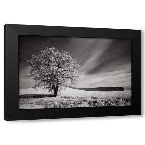 USA-Palouse Country-Washington State-Infrared Palouse fields and lone tree Black Modern Wood Framed Art Print by Eggers, Terry