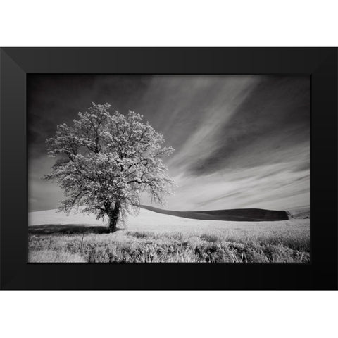 USA-Palouse Country-Washington State-Infrared Palouse fields and lone tree Black Modern Wood Framed Art Print by Eggers, Terry