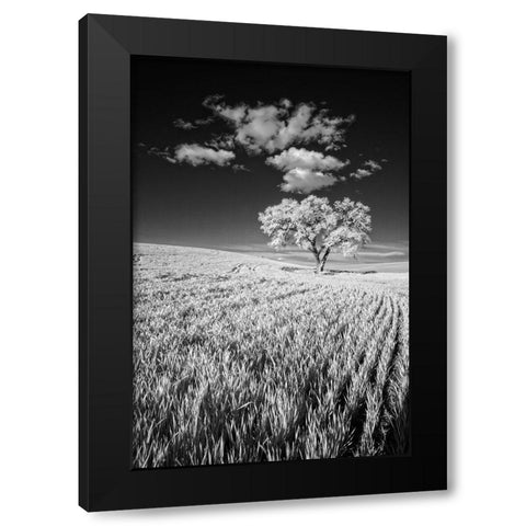 USA-Palouse Country-Washington State-Infrared Palouse fields and lone tree Black Modern Wood Framed Art Print by Eggers, Terry